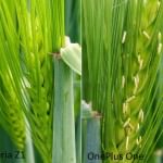 Sony-Xperia-Z1-OnePlus-One