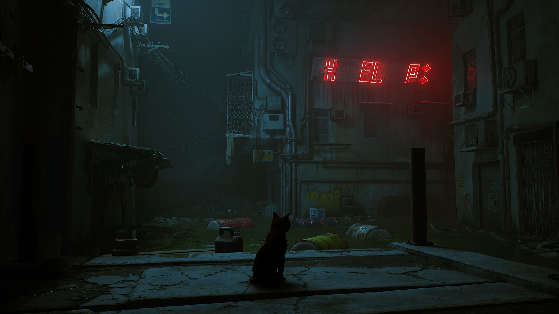 stray.jpg